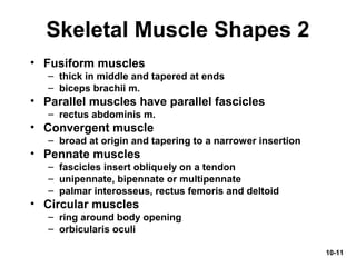 10-11
Skeletal Muscle Shapes 2
• Fusiform muscles
– thick in middle and tapered at ends
– biceps brachii m.
• Parallel muscles have parallel fascicles
– rectus abdominis m.
• Convergent muscle
– broad at origin and tapering to a narrower insertion
• Pennate muscles
– fascicles insert obliquely on a tendon
– unipennate, bipennate or multipennate
– palmar interosseus, rectus femoris and deltoid
• Circular muscles
– ring around body opening
– orbicularis oculi
 