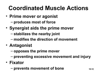 10-12
Coordinated Muscle Actions
• Prime mover or agonist
– produces most of force
• Synergist aids the prime mover
– stabilizes the nearby joint
– modifies the direction of movement
• Antagonist
– opposes the prime mover
– preventing excessive movement and injury
• Fixator
– prevents movement of bone
 