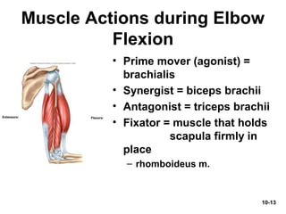 10-13
Muscle Actions during Elbow
Flexion
• Prime mover (agonist) =
brachialis
• Synergist = biceps brachii
• Antagonist = triceps brachii
• Fixator = muscle that holds
scapula firmly in
place
– rhomboideus m.
 