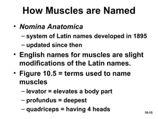 10-15
How Muscles are Named
• Nomina Anatomica
– system of Latin names developed in 1895
– updated since then
• English names for muscles are slight
modifications of the Latin names.
• Figure 10.5 = terms used to name
muscles
– levator = elevates a body part
– profundus = deepest
– quadriceps = having 4 heads
 