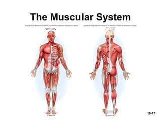 10-17
The Muscular System
 