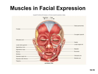 10-19
Muscles in Facial Expression
 