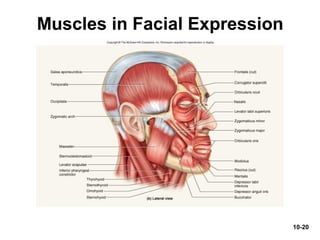 10-20
Muscles in Facial Expression
 