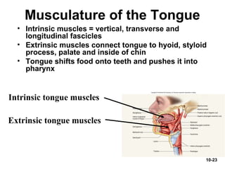 10-23
Musculature of the Tongue
• Intrinsic muscles = vertical, transverse and
longitudinal fascicles
• Extrinsic muscles connect tongue to hyoid, styloid
process, palate and inside of chin
• Tongue shifts food onto teeth and pushes it into
pharynx
Intrinsic tongue muscles
Extrinsic tongue muscles
 