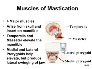 10-25
Muscles of Mastication
• 4 Major muscles
• Arise from skull and
insert on mandible
• Temporalis and
Masseter elevate the
mandible
• Medial and Lateral
Pterygoids help
elevate, but produce
lateral swinging of jaw
Temporalis
Masseter
Lateral pterygoid
Medial pterygoid
 