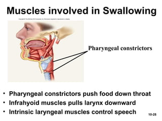 10-28
Muscles involved in Swallowing
• Pharyngeal constrictors push food down throat
• Infrahyoid muscles pulls larynx downward
• Intrinsic laryngeal muscles control speech
Pharyngeal constrictors
 