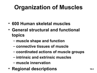 10-3
Organization of Muscles
• 600 Human skeletal muscles
• General structural and functional
topics
– muscle shape and function
– connective tissues of muscle
– coordinated actions of muscle groups
– intrinsic and extrinsic muscles
– muscle innervation
• Regional descriptions
 