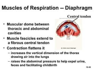 10-30
Muscles of Respiration -- Diaphragm
• Muscular dome between
thoracic and abdominal
cavities
• Muscle fascicles extend to
a fibrous central tendon
• Contraction flattens it
– increases the vertical dimension of the thorax
drawing air into the lungs
– raises the abdominal pressure to help expel urine,
feces and facilitating childbirth
Central tendon
 