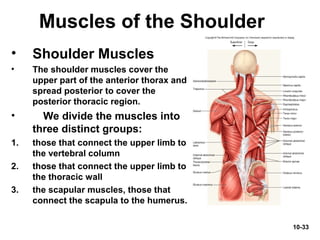 10-33
• Shoulder Muscles
• The shoulder muscles cover the
upper part of the anterior thorax and
spread posterior to cover the
posterior thoracic region.
• We divide the muscles into
three distinct groups:
1. those that connect the upper limb to
the vertebral column
2. those that connect the upper limb to
the thoracic wall
3. the scapular muscles, those that
connect the scapula to the humerus.
Muscles of the Shoulder
 