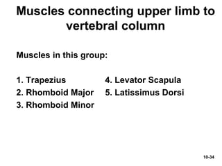 10-34
Muscles connecting upper limb to
vertebral column
Muscles in this group:
1. Trapezius 4. Levator Scapula
2. Rhomboid Major 5. Latissimus Dorsi
3. Rhomboid Minor
 