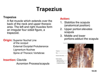 10-35
Trapezius
Trapezius
A flat muscle which extends over the
back of the neck and upper thoracic
area. The left and right muscles form
an irregular four sided figure, a
trapezoid.
Origin: Superior Nuchal Line
of the occiput
External Occipital Protuberance
Ligmentum Nuchae
Spine of Thoracic Vertebrae
Insertion: Clavicle
Acromion Process/scapula
Action:
1. Stabilize the scapula
(anatomical position)
2. Upper portion:elevates
scapula
3. Middle and lower
portions:adduct the scapula
 
