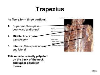 10-36
Trapezius
Its fibers form three portions:
1. Superior: fibers pass
downward and lateral
2. Middle: fibers pass
transversely
3. Inferior: fibers pass upward
and lateral
This muscle is easily palpated
on the back of the neck
and upper posterior
thorax.
 