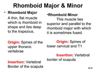 10-37
Rhomboid Major & Minor
• Rhomboid Major
A thin, flat muscle
which is rhomboid in
shape and lies deep
to the trapezius.
Origin: Spines of the
upper thoracic
vertebrae
Insertion: Vertebral
Border of the scapula
•Rhomboid Minor
This muscle lies
superior and parallel to the
rhomboid major with which
it is sometimes fused.
Origin: Spines of
lower cervical and T1
Insertion: Vertebral
border of scapula
 