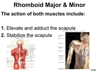 10-38
Rhomboid Major & Minor
The action of both muscles include:
1. Elevate and adduct the scapula
2. Stabilize the scapula
 