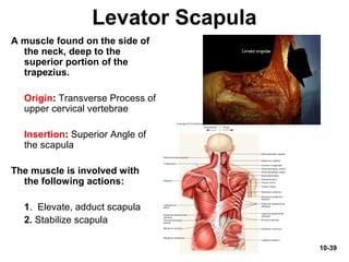 10-39
Levator Scapula
A muscle found on the side of
the neck, deep to the
superior portion of the
trapezius.
Origin: Transverse Process of
upper cervical vertebrae
Insertion: Superior Angle of
the scapula
The muscle is involved with
the following actions:
1. Elevate, adduct scapula
2. Stabilize scapula
 