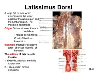 10-40
Latissimus Dorsi
A large flat muscle which
extends over the lower
posterior thoracic region and
the lumbar region. The
muscle is superficial.
Origin: Spines of lower thoracic
vertebrae
Thoraco-dorsal fascia
Crest of the ilium
Lower ribs
Insertion: Intertubercle goove
(crest of lesser tubercle) of
humerus
The actions of this muscle
include:
1. Extends, adducts, medially
rotates arm
2. Takes part in forced
expiration
 