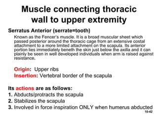 10-42
Muscle connecting thoracic
wall to upper extremity
Serratus Anterior (serrate=tooth)
Known as the Fencer’s muscle. It is a broad muscular sheet which
passed posterior around the thoracic cage from an extensive costal
attachment to a more limited attachment on the scapula. Its anterior
portion lies immediately beneth the skin just below the axilla and it can
plainly be seen in well developed individuals when arm is raised against
resistance.
Origin: Upper ribs
Insertion: Vertebral border of the scapula
Its actions are as follows:
1. Abducts/protracts the scapula
2. Stabilizes the scapula
3. Involved in force inspiration ONLY when humerus abducted
 
