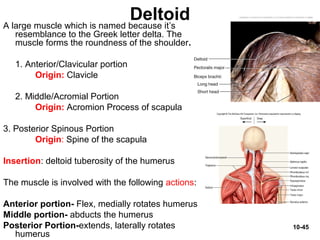 10-45
DeltoidA large muscle which is named because it’s
resemblance to the Greek letter delta. The
muscle forms the roundness of the shoulder.
1. Anterior/Clavicular portion
Origin: Clavicle
2. Middle/Acromial Portion
Origin: Acromion Process of scapula
3. Posterior Spinous Portion
Origin: Spine of the scapula
Insertion: deltoid tuberosity of the humerus
The muscle is involved with the following actions:
Anterior portion- Flex, medially rotates humerus
Middle portion- abducts the humerus
Posterior Portion-extends, laterally rotates
humerus
 