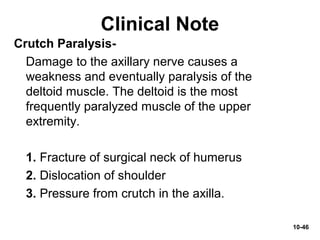 10-46
Crutch Paralysis-
Damage to the axillary nerve causes a
weakness and eventually paralysis of the
deltoid muscle. The deltoid is the most
frequently paralyzed muscle of the upper
extremity.
1. Fracture of surgical neck of humerus
2. Dislocation of shoulder
3. Pressure from crutch in the axilla.
Clinical Note
 