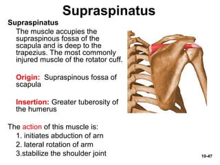 10-47
Supraspinatus
Supraspinatus
The muscle accupies the
supraspinous fossa of the
scapula and is deep to the
trapezius. The most commonly
injured muscle of the rotator cuff.
Origin: Supraspinous fossa of
scapula
Insertion: Greater tuberosity of
the humerus
The action of this muscle is:
1. initiates abduction of arn
2. lateral rotation of arm
3.stabilize the shoulder joint
 