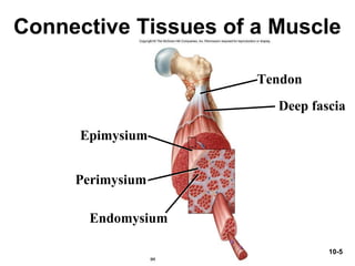 10-5
Connective Tissues of a Muscle
Perimysium
Epimysium
Endomysium
Tendon
Deep fascia
 