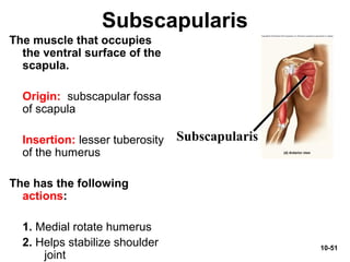 10-51
Subscapularis
The muscle that occupies
the ventral surface of the
scapula.
Origin: subscapular fossa
of scapula
Insertion: lesser tuberosity
of the humerus
The has the following
actions:
1. Medial rotate humerus
2. Helps stabilize shoulder
joint
Subscapularis
 
