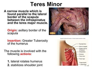 10-52
Teres Minor
A narrow muscle which is
found parallel to the lateral
border of the scapula
between the infraspinatus
and the teres major muscle.
Origin: axillary border of the
scapula
Insertion: Greater Tuberosity
of the humerus
The muscle is involved with the
following actions:
1. lateral rotates humerus
2. stabilizes shoulder joint
 