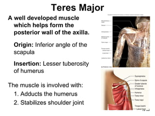 10-53
Teres Major
A well developed muscle
which helps form the
posterior wall of the axilla.
Origin: Inferior angle of the
scapula
Insertion: Lesser tuberosity
of humerus
The muscle is involved with:
1. Adducts the humerus
2. Stabilizes shoulder joint
 
