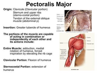 10-54
Pectoralis Major
Origin: Clavicule (Clavicular portion)
Sternum and upper ribs
(sterno-costal portion)
Tendon of the external oblique
muscle (abdominal p)
Insertion: Greater tubercle of humerus
The portions of the muscle are capable
of acting in combination or
independently of each other and
its actions include:
Entire Muscle: adduction, medial
rotation of humerus, forced
inspiration by elevating the rib cage
Clavicular Portion: Flexion of humerus
Sternocostal Portion: extension of
humerus
 