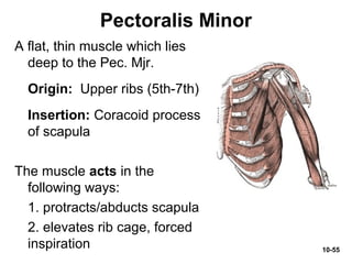 10-55
Pectoralis Minor
A flat, thin muscle which lies
deep to the Pec. Mjr.
Origin: Upper ribs (5th-7th)
Insertion: Coracoid process
of scapula
The muscle acts in the
following ways:
1. protracts/abducts scapula
2. elevates rib cage, forced
inspiration
 