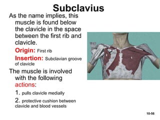 10-56
Subclavius
As the name implies, this
muscle is found below
the clavicle in the space
between the first rib and
clavicle.
Origin: First rib
Insertion: Subclavian groove
of clavicle
The muscle is involved
with the following
actions:
1. pulls clavicle medially
2. protective cushion between
clavicle and blood vessels
 