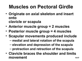 10-57
Muscles on Pectoral Girdle
• Originate on axial skeleton and insert
onto
clavicle or scapula
• Anterior muscle group = 2 muscles
• Posterior muscle group = 4 muscles
• Scapular movements produced include
– medial and lateral rotation of the scapula
– elevation and depression of the scapula
– protraction and retraction of the scapula
• Clavicle braces the shoulder and limits
movement
 