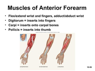 10-58
Muscles of Anterior Forearm
• Flex/extend wrist and fingers, adduct/abduct wrist
• Digitorum = inserts into fingers
• Carpi = inserts onto carpal bones
• Pollicis = inserts into thumb
 