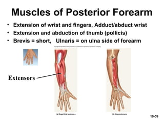 10-59
Muscles of Posterior Forearm
• Extension of wrist and fingers, Adduct/abduct wrist
• Extension and abduction of thumb (pollicis)
• Brevis = short, Ulnaris = on ulna side of forearm
Extensors
 