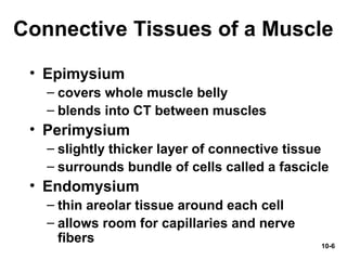 10-6
Connective Tissues of a Muscle
• Epimysium
– covers whole muscle belly
– blends into CT between muscles
• Perimysium
– slightly thicker layer of connective tissue
– surrounds bundle of cells called a fascicle
• Endomysium
– thin areolar tissue around each cell
– allows room for capillaries and nerve
fibers
 