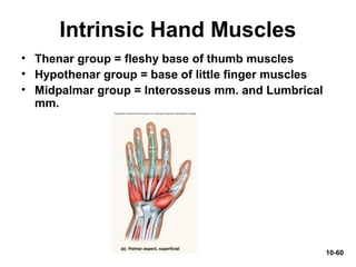10-60
• Thenar group = fleshy base of thumb muscles
• Hypothenar group = base of little finger muscles
• Midpalmar group = Interosseus mm. and Lumbrical
mm.
Intrinsic Hand Muscles
 