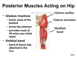 10-63
Posterior Muscles Acting on Hip
• Gluteus maximus
– forms mass of the
buttock
– prime hip extensor
– provides most of
lift when you climb
stairs
• Iliotibial band
– band of fascia lata
attached to the
tibia
Gluteus maximus
Gluteus medius
Iliotibial
band
 