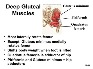 10-64
Deep Gluteal
Muscles
• Most laterally rotate femur
• Except: Gluteus minimus medially
rotates femur
• Shifts body weight when foot is lifted
• Quadratus femoris is adductor of hip
• Piriformis and Gluteus minimus = hip
abductors
Quadratus
femoris
Piriformis
Gluteus minimus
 