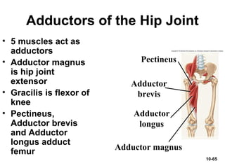 10-65
Adductors of the Hip Joint
• 5 muscles act as
adductors
• Adductor magnus
is hip joint
extensor
• Gracilis is flexor of
knee
• Pectineus,
Adductor brevis
and Adductor
longus adduct
femur
Adductor
longus
Adductor
brevis
Pectineus
Adductor magnus
 
