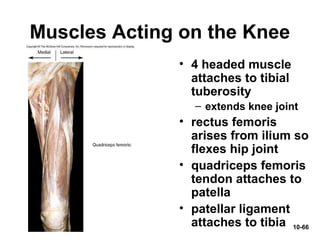 10-66
Muscles Acting on the Knee
• 4 headed muscle
attaches to tibial
tuberosity
– extends knee joint
• rectus femoris
arises from ilium so
flexes hip joint
• quadriceps femoris
tendon attaches to
patella
• patellar ligament
attaches to tibia
 