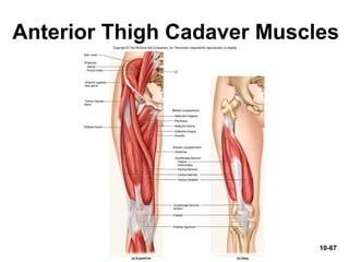 10-67
Anterior Thigh Cadaver Muscles
 