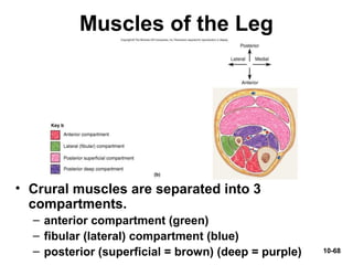 10-68
Muscles of the Leg
• Crural muscles are separated into 3
compartments.
– anterior compartment (green)
– fibular (lateral) compartment (blue)
– posterior (superficial = brown) (deep = purple)
 