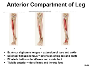 10-69
Anterior Compartment of Leg
• Extensor digitorum longus = extension of toes and ankle
• Extensor hallucis longus = extension of big toe and ankle
• Fibularis tertius = dorsiflexes and everts foot
• Tibialis anterior = dorsiflexes and inverts foot
 