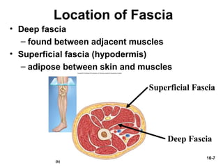 10-7
Location of Fascia
Superficial Fascia
Deep Fascia
• Deep fascia
– found between adjacent muscles
• Superficial fascia (hypodermis)
– adipose between skin and muscles
 