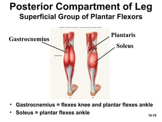 10-70
Posterior Compartment of Leg
Superficial Group of Plantar Flexors
• Gastrocnemius = flexes knee and plantar flexes ankle
• Soleus = plantar flexes ankle
Gastrocnemius
Soleus
Plantaris
 