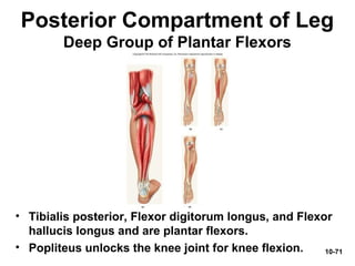 10-71
Posterior Compartment of Leg
Deep Group of Plantar Flexors
• Tibialis posterior, Flexor digitorum longus, and Flexor
hallucis longus and are plantar flexors.
• Popliteus unlocks the knee joint for knee flexion.
 
