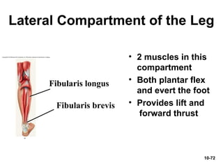 10-72
Lateral Compartment of the Leg
• 2 muscles in this
compartment
• Both plantar flex
and evert the foot
• Provides lift and
forward thrust
Fibularis brevis
Fibularis longus
 