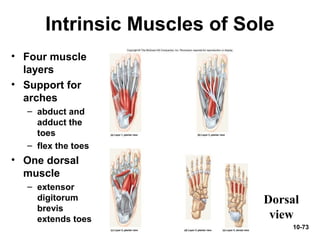 10-73
Intrinsic Muscles of Sole
• Four muscle
layers
• Support for
arches
– abduct and
adduct the
toes
– flex the toes
• One dorsal
muscle
– extensor
digitorum
brevis
extends toes
Dorsal
view
 