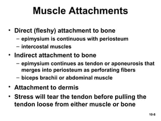 10-8
Muscle Attachments
• Direct (fleshy) attachment to bone
– epimysium is continuous with periosteum
– intercostal muscles
• Indirect attachment to bone
– epimysium continues as tendon or aponeurosis that
merges into periosteum as perforating fibers
– biceps brachii or abdominal muscle
• Attachment to dermis
• Stress will tear the tendon before pulling the
tendon loose from either muscle or bone
 