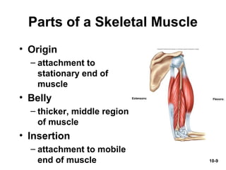 10-9
Parts of a Skeletal Muscle
• Origin
– attachment to
stationary end of
muscle
• Belly
– thicker, middle region
of muscle
• Insertion
– attachment to mobile
end of muscle
 